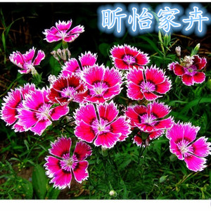 姹**红