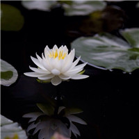 自*****气